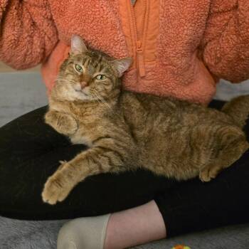 Norman -  Domestic Short Hair Cat for Adoption in Pardeeville, Wisconsin - Norman | PetCurious