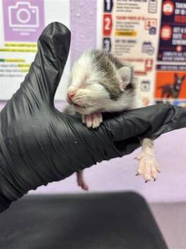 61275267 -  Domestic Short Hair Cat for Adoption in El Paso, Texas - 61275267 | PetCurious