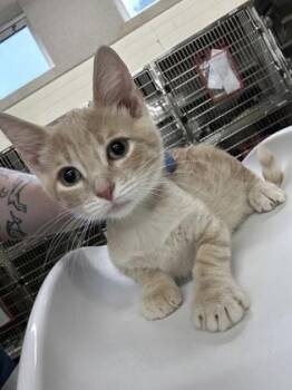 Taco -  Domestic Short Hair Cat for Adoption in Cincinnati, Ohio - Taco | PetCurious