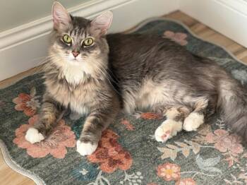 Eloise -  Domestic Medium Hair Cat for Adoption in Minneapolis, Minnesota - Eloise | PetCurious