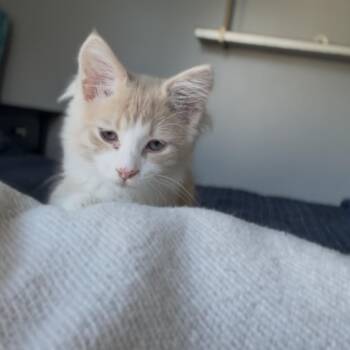 Tyler -  Domestic Long Hair Cat for Adoption in Charlotte, North Carolina - Tyler | PetCurious
