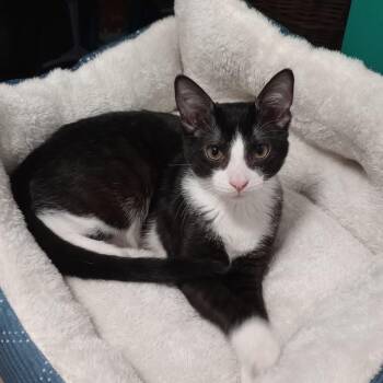 Montague (Monty) -  Domestic Short Hair Cat for Adoption in Campton Hills, Illinois - Montague (Monty) | PetCurious