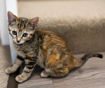 Molly B -  Tabby and Tortoiseshell Cat for Adoption in Fresno, California - Molly B | PetCurious
