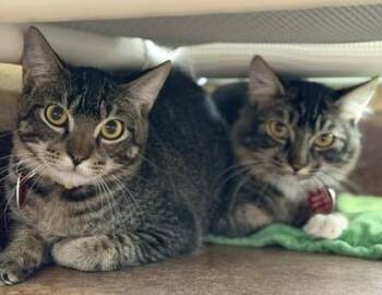 Holmes- BONDED TO SHERLOCK -  Domestic Short Hair Cat for Adoption in Stanwood, Washington - Holmes- BONDED TO SHERLOCK | PetCurious