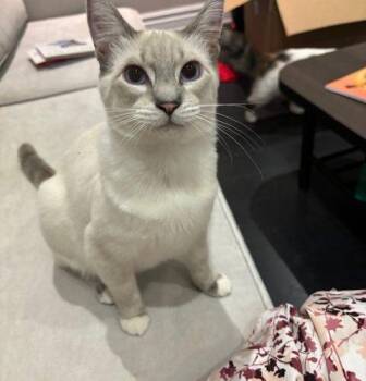 Belem -  Siamese Cat for Adoption in Toronto, Ontario - Belem | PetCurious