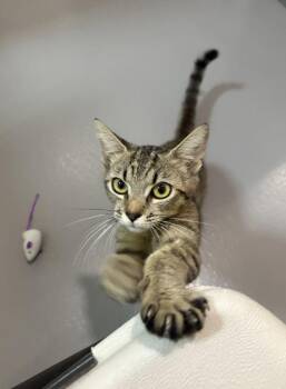 Redbull -  Domestic Short Hair Cat for Adoption in Healdsburg, California - Redbull | PetCurious