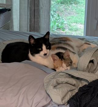 Charlie & Sundae -  Domestic Short Hair Cat for Adoption in Brantford, Ontario - Charlie & Sundae | PetCurious