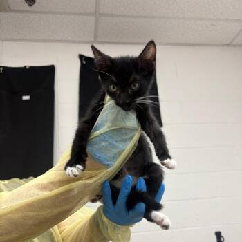 Drip -  Domestic Short Hair Cat for Adoption in Incline Village, Nevada - Drip | PetCurious