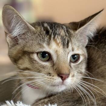 Snapdragon -  Domestic Short Hair Cat for Adoption in Victor, New York - Snapdragon | PetCurious