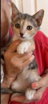 Mocali -  Domestic Short Hair Cat for Adoption in The Woodlands, Texas - Mocali | PetCurious