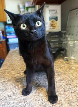 Svgi -  Domestic Short Hair Cat for Adoption in Asheville, North Carolina - Svgi | PetCurious