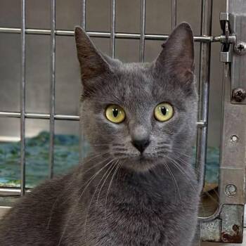 Shimmer -  Domestic Short Hair Cat for Adoption in Springfield, Vermont - Shimmer | PetCurious