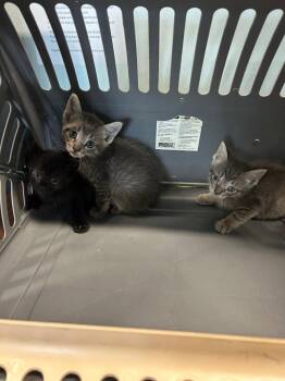 Frappucino -  Domestic Short Hair Cat for Adoption in Gautier, Mississippi - Frappucino | PetCurious