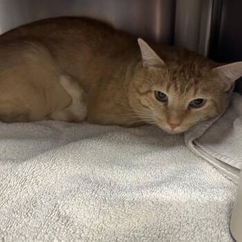 Chester -  Domestic Short Hair Cat for Adoption in Mentor, Ohio - Chester | PetCurious