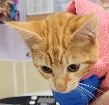 Bofur -  Domestic Short Hair Cat for Adoption in Vancouver, Washington - Bofur | PetCurious
