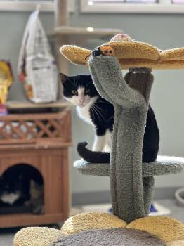 Goober -  Domestic Short Hair Cat for Adoption in Newburgh, New York - Goober | PetCurious