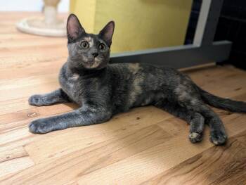 Turtle -  Domestic Short Hair Cat for Adoption in Seattle, Washington - Turtle | PetCurious