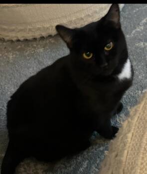 Bombay Cats Available for Adoption in Charlotte, North Carolina - Cate | PetCurious