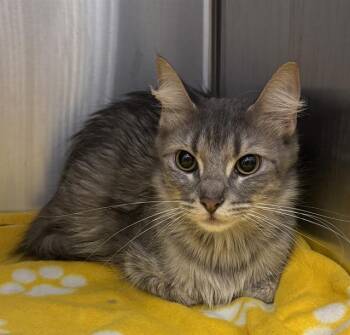 LIL BIT -  Domestic Short Hair Cat for Adoption in Indianapolis, Indiana - LIL BIT | PetCurious