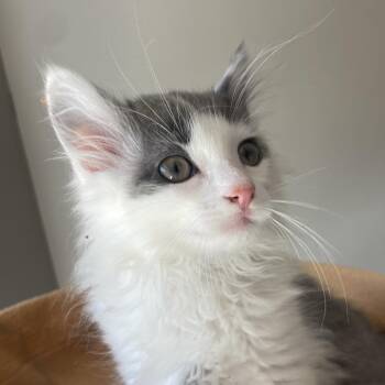 Malinois -  Domestic Medium Hair Cat for Adoption in Chicago, Illinois - Malinois | PetCurious