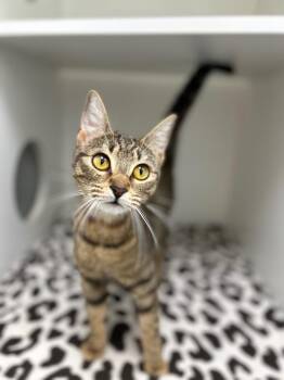 Caroline -  Domestic Short Hair Cat for Adoption in Hartsville, South Carolina - Caroline | PetCurious