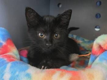 WASABI -  Domestic Short Hair Cat for Adoption in Palo Alto, California - WASABI | PetCurious