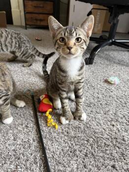 Robinavitch -  Domestic Short Hair Cat for Adoption in West Mifflin, Pennsylvania - Robinavitch | PetCurious