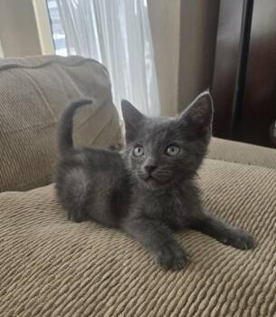 Dusty Gray -  Domestic Medium Hair Cat for Adoption in Lancaster, California - Dusty Gray | PetCurious