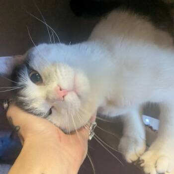 Domestic Short Hair Cats Available for Adoption - Blizzard Warning | PetCurious