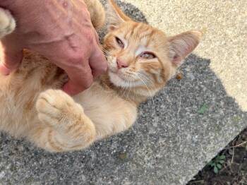 Friend -  Tabby and Domestic Short Hair Cat for Adoption in Plain City, Ohio - Friend | PetCurious