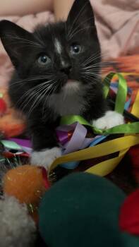 Poo #1 (Sammy) -  Domestic Short Hair Cat Available for Adoption in Fremont, Nebraska - Poo #1 (Sammy) | PetCurious