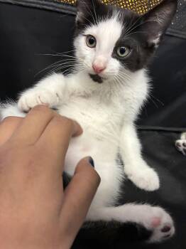 Moo -  Domestic Short Hair Cat for Adoption in Pompano Beach, Florida - Moo | PetCurious