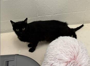CHARLOTTE -  Domestic Short Hair Cat for Adoption in Olathe, Kansas - CHARLOTTE | PetCurious