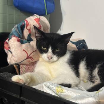 SADIE -  Domestic Short Hair Cat for Adoption in Ben Avon, Pennsylvania - SADIE | PetCurious