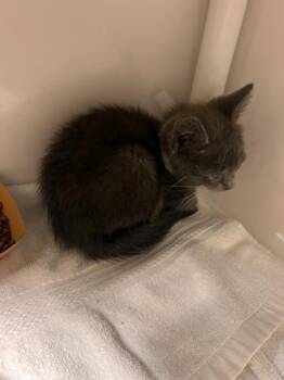 Victor -  Domestic Short Hair Cat for Adoption in Honolulu, Hawaii - Victor | PetCurious