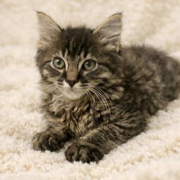 Pickles -  Maine Coon and Tabby Cat for Adoption in Bethel, Connecticut - Pickles | PetCurious