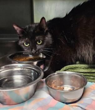 Sabrina -  Domestic Short Hair Cat for Adoption in Sherwood, Arkansas - Sabrina | PetCurious