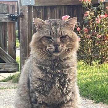 Domestic Medium Hair and Maine Coon Cats Available for Adoption - Bob | PetCurious