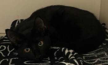 Posie - ADOPTED -  Domestic Short Hair Cat for Adoption in Chamblee, Georgia - Posie - ADOPTED | PetCurious