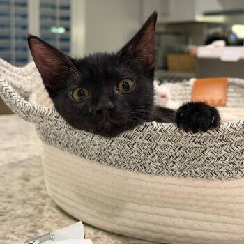 Salem -  Domestic Short Hair Cat for Adoption in San Tan Valley, Arizona - Salem | PetCurious