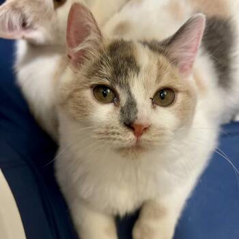 Samosa -  Persian and Domestic Short Hair Cat for Adoption in Richmond, Virginia - Samosa | PetCurious