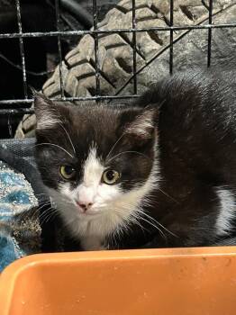 Packard -  Domestic Short Hair Cat for Adoption in Cloquet, Minnesota - Packard | PetCurious