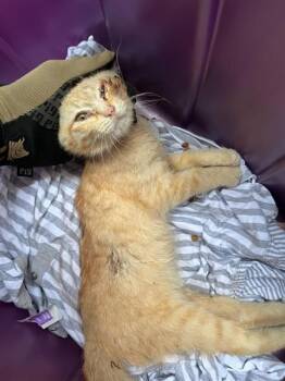NEMESIS -  Domestic Short Hair Cat for Adoption in Fort Walton Beach, Florida - NEMESIS | PetCurious