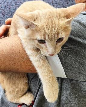 Rescue Domestic Short Hair Cats for Adoption in Mesquite, Nevada - Snow | PetCurious