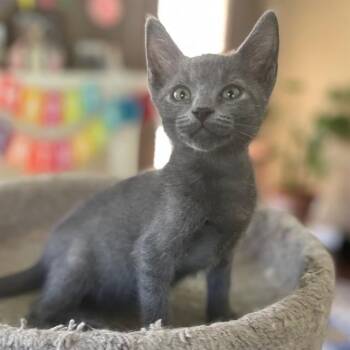 VALENTINA -  Domestic Short Hair Cat for Adoption in Rancho Cucamonga, California - VALENTINA | PetCurious