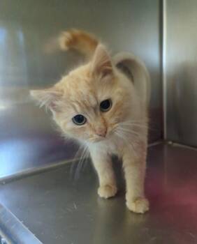Domestic Medium Hair Cats Available for Adoption in Barron, Wisconsin - Pip | PetCurious