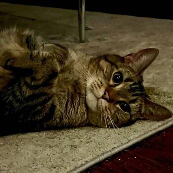Buddy -  Domestic Short Hair Cat for Adoption in Chicago, Illinois - Buddy | PetCurious