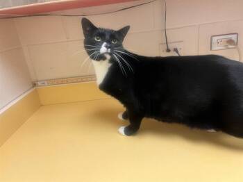 Rescue Domestic Short Hair Cats for Adoption in Colorado Springs, Colorado - JUNIPER | PetCurious