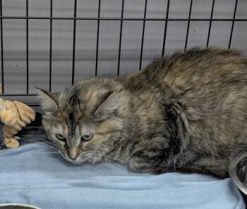 Domestic Long Hair Cats Available for Adoption in St. Cloud, Minnesota - Holly | PetCurious