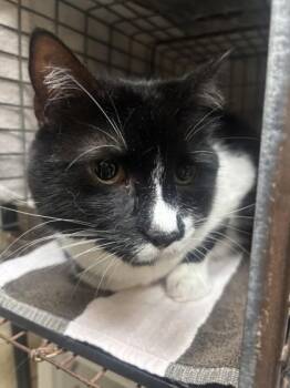 Mr. Boba -  Domestic Short Hair Cat for Adoption in Honolulu, Hawaii - Mr. Boba | PetCurious